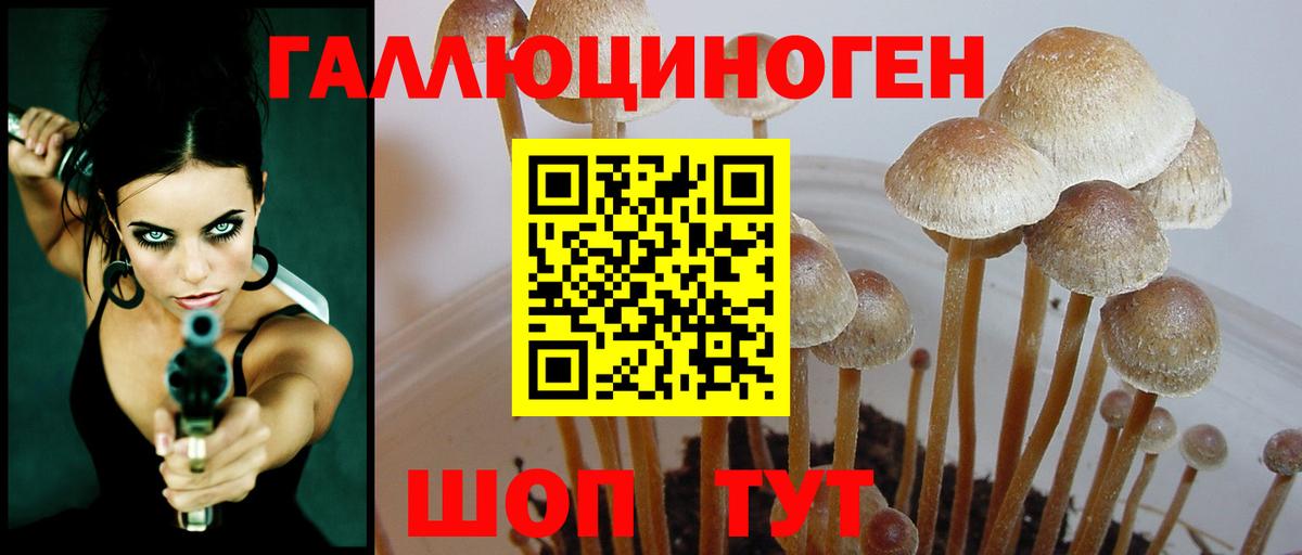 Дербент  Галлюциногенные грибы MAGIC MUSHROOMS  Псилоцибиновые грибы Psilocybe  Вход с VPN 